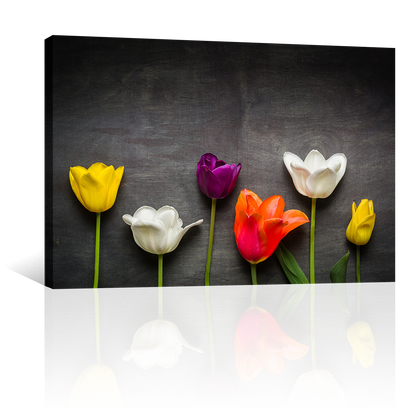 Tulipanes Negro