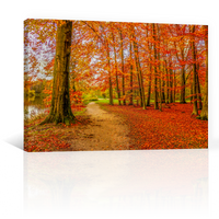 Bosque Y Hojas De Otoño