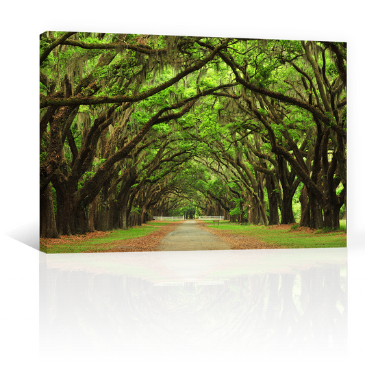 Bosque Antiguo Y Vereda