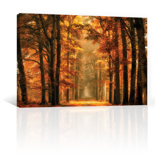 Bosque Sendero De Otoño