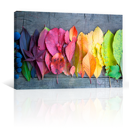 Hojas De Colores