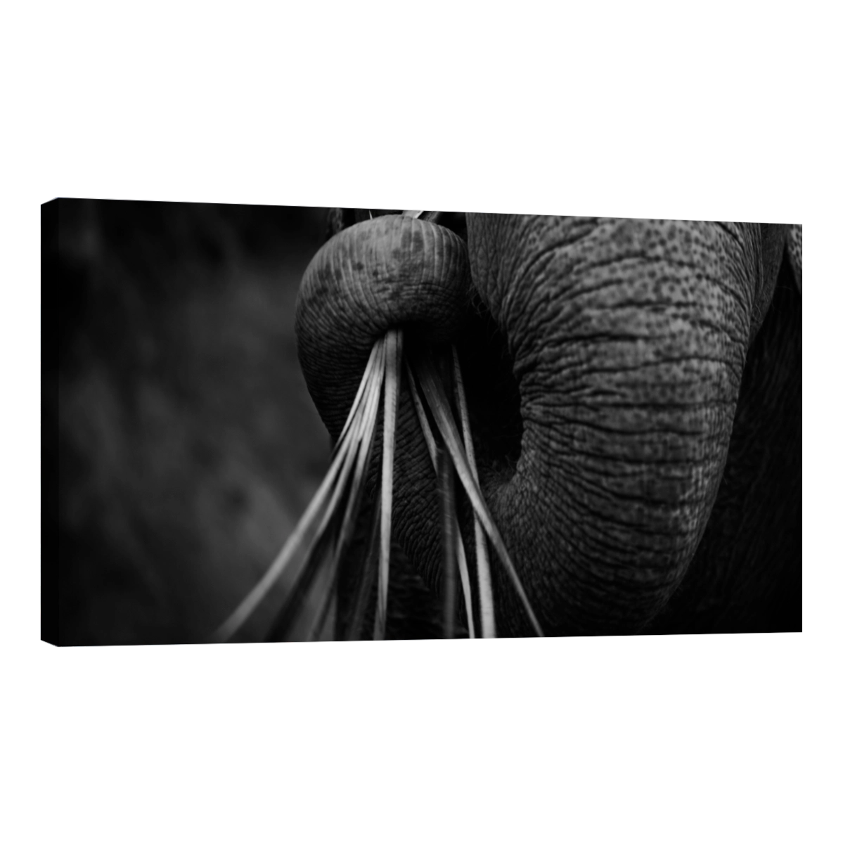 Trompa de Elefante