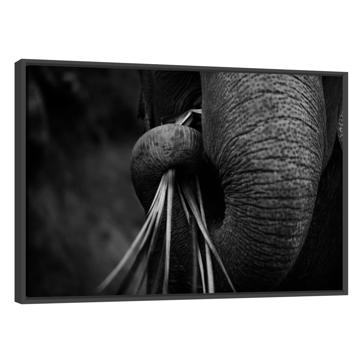 Trompa de Elefante